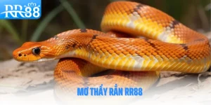 mo-thay-ran