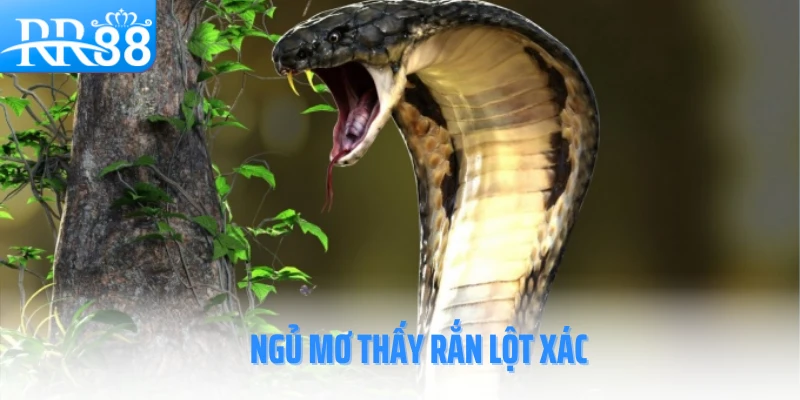 mo-thay-ran-rr88-lot-xac