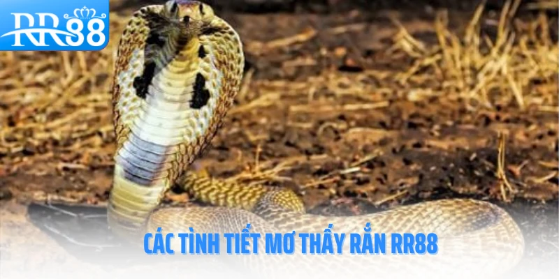 mo-thay-ran-rr88-tinh-tiet